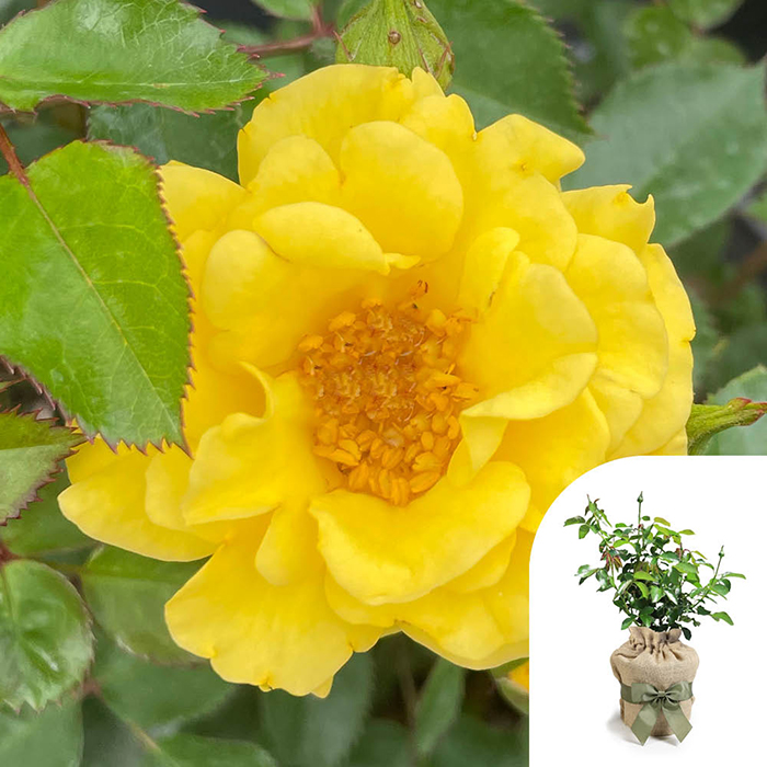 Rose Golden Wedding Celebration 4L Pot GW