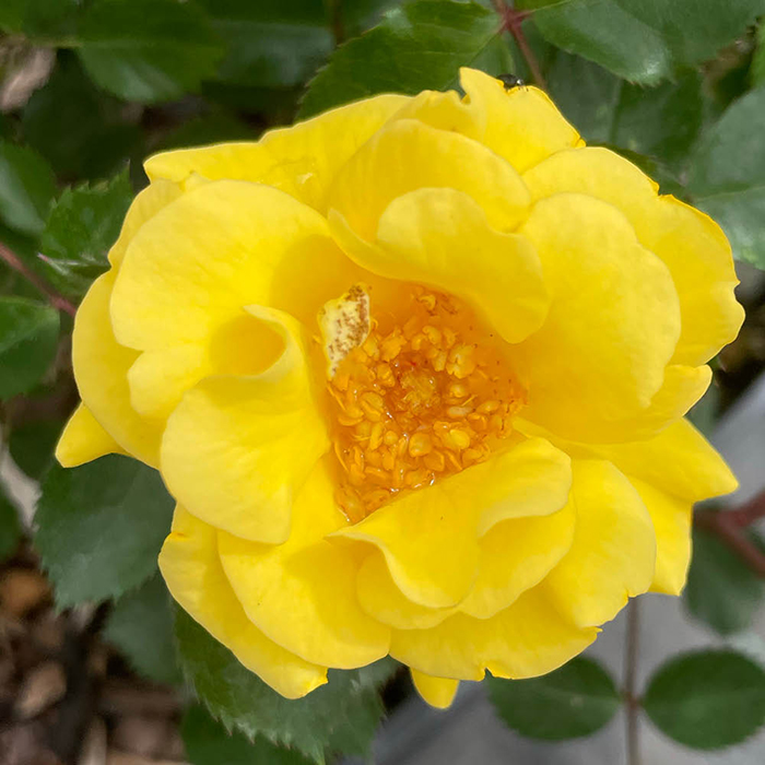 Rose Tina's Rose 4L Pot GW