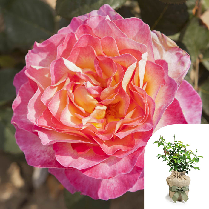 Rose Gorgeous 4L pot GW