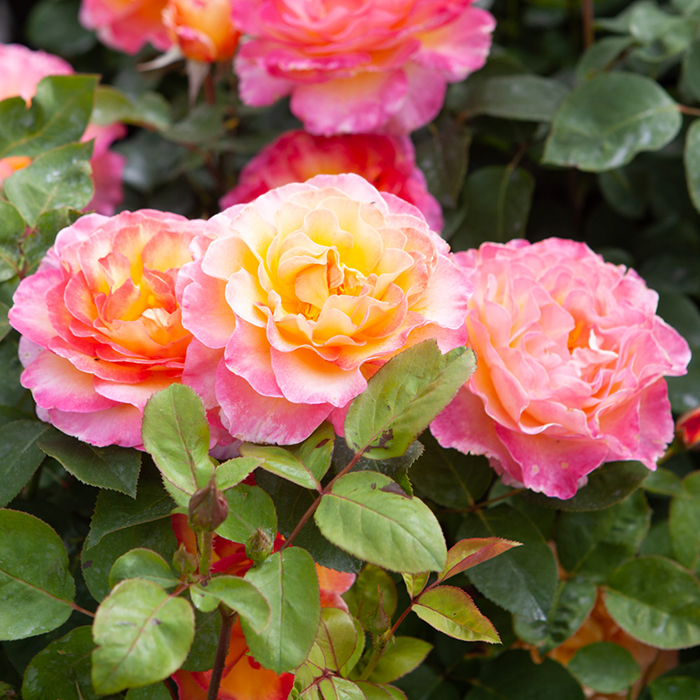 Rose Gorgeous 4L pot GW