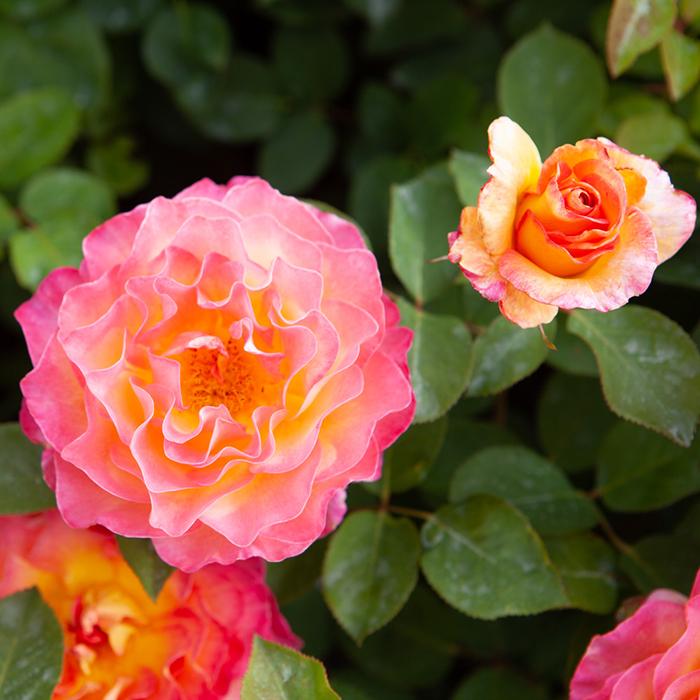 Rose Gorgeous 4L pot GW