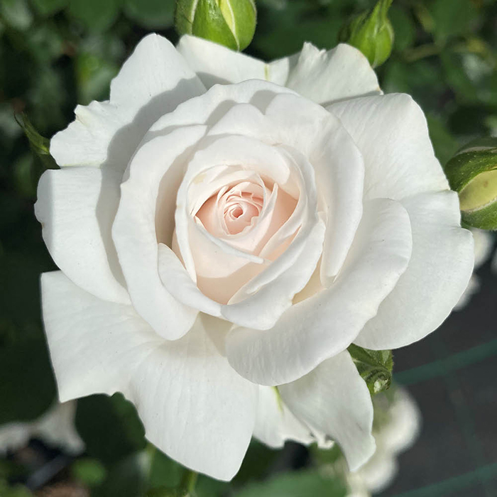 Rose Dame Deborah James 4L pot GW