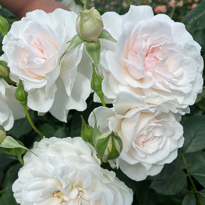 Rose Dame Deborah James 4L pot GW