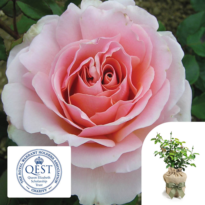 Rose The Queen Elizabeth II Rose 4L pot C GW