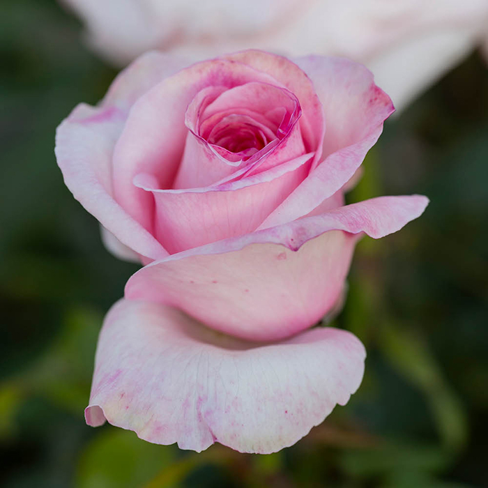 Rose The Queen Elizabeth II Rose 4L pot C GW