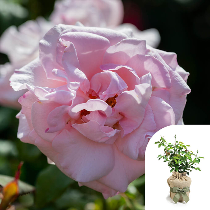 Rose Julia's Rose 4L Pot GW