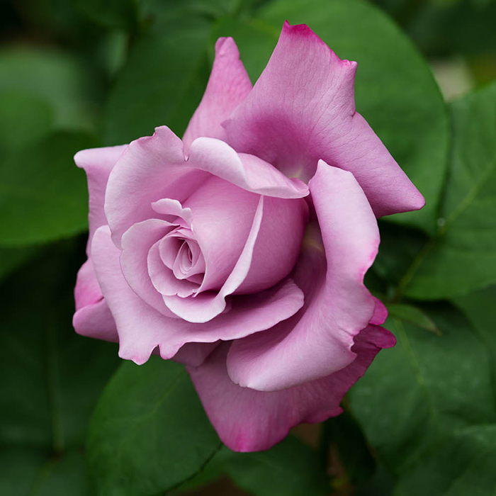 Rose Harry Edland 4L Pot GW