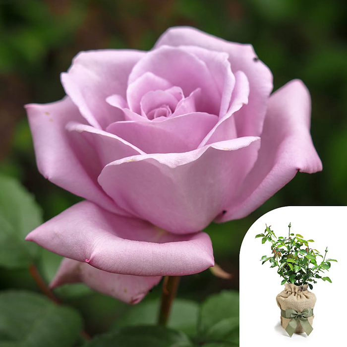 Rose Sapphire Wedding 45th Anniver. 4L GW