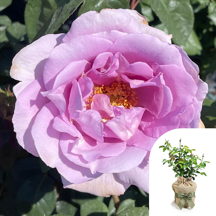 Rose Blue Moon 4L Pot GW