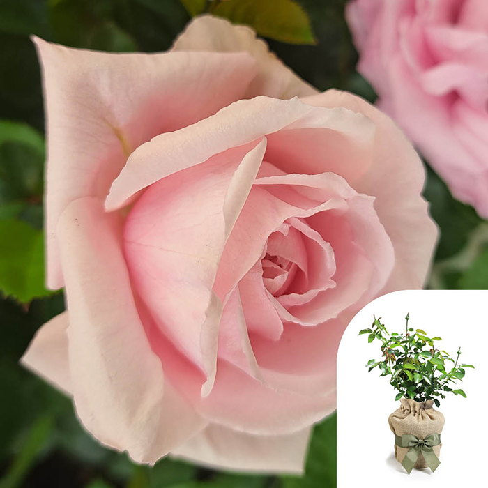 Rose Happy Wedding Anniver. 4L pot GW