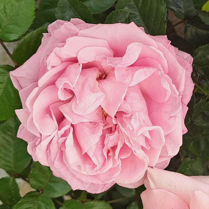 Rose Jane Austen's Emma Rose 4L Pot C GW