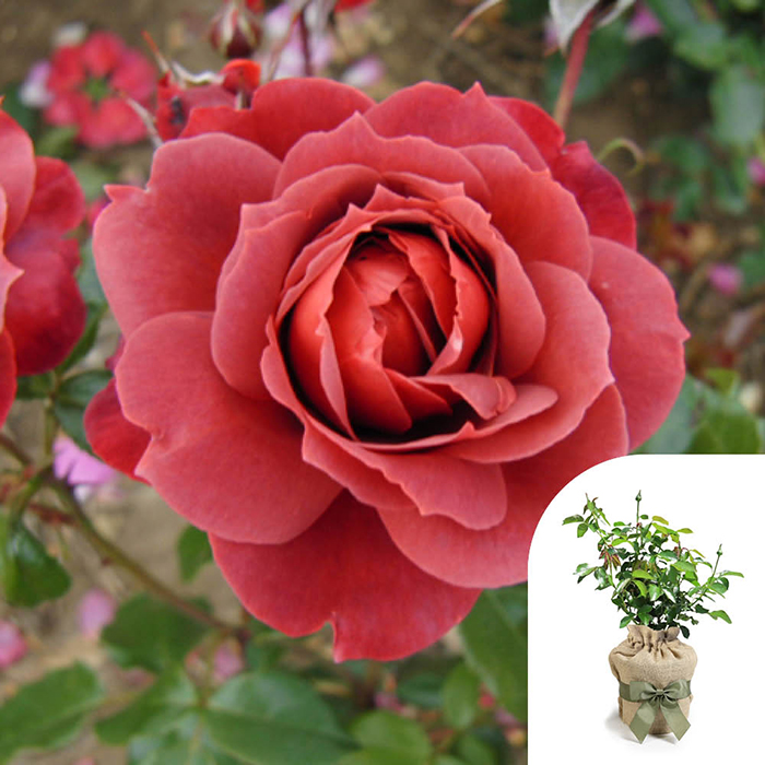 Rose Hot Chocolate 4L pot (ROTY 2006) GW