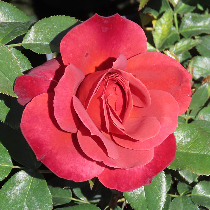 Rose Hot Chocolate 4L pot (ROTY 2006) GW