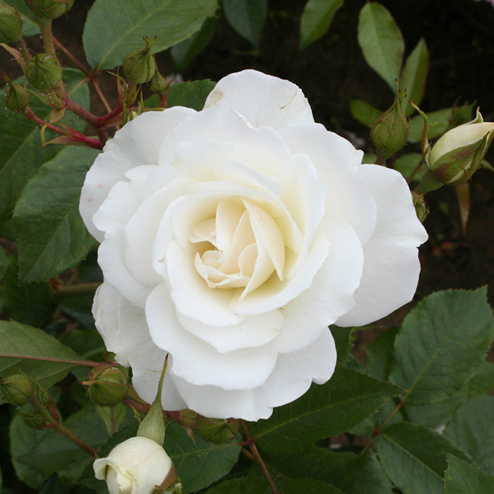 Rose Iceberg 4L pot GW