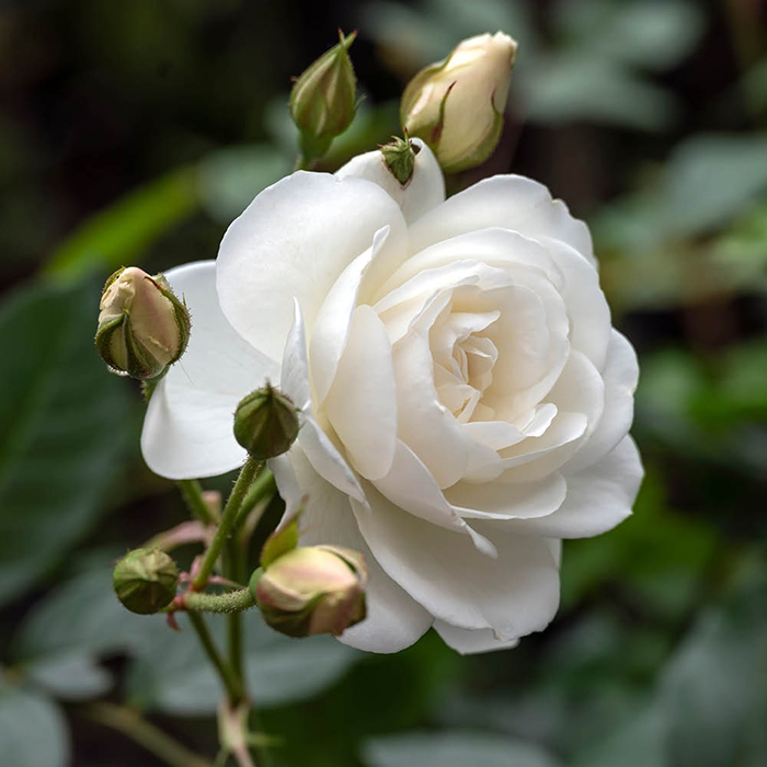 Rose Laura's Rose 4L Pot GW