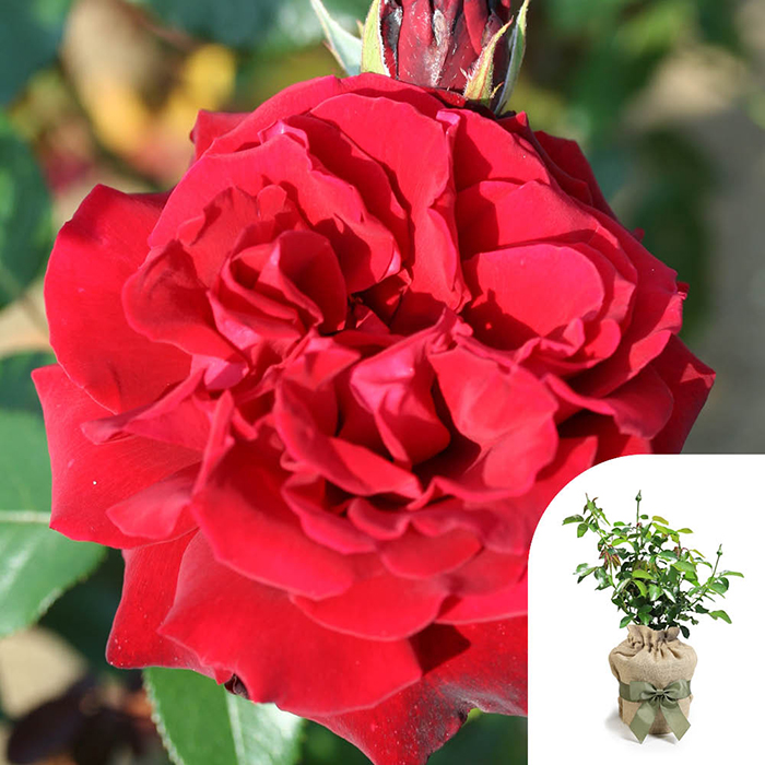 Rose Loving Memories 4L pot GW