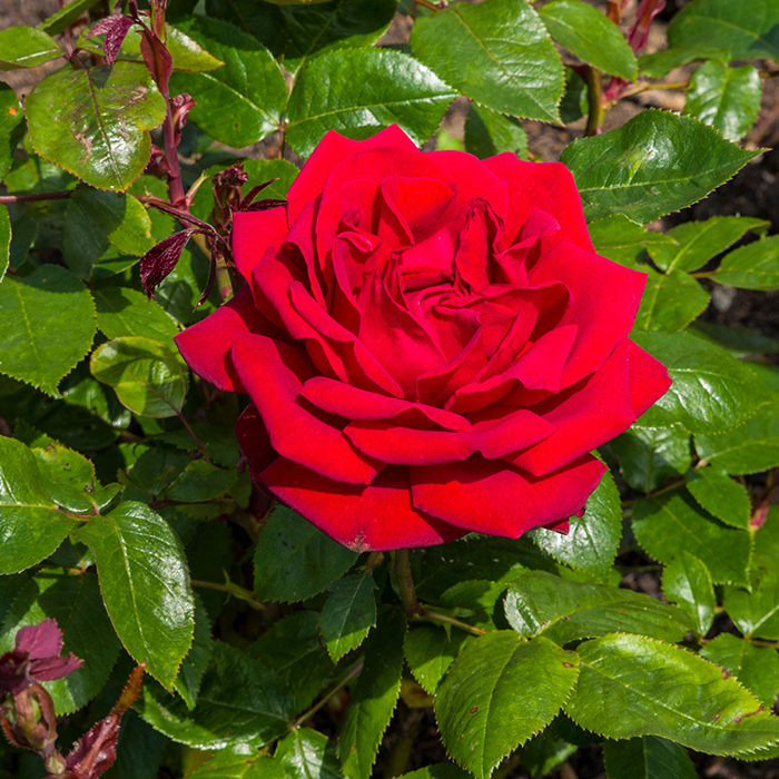 Rose Loving Memories 4L pot GW