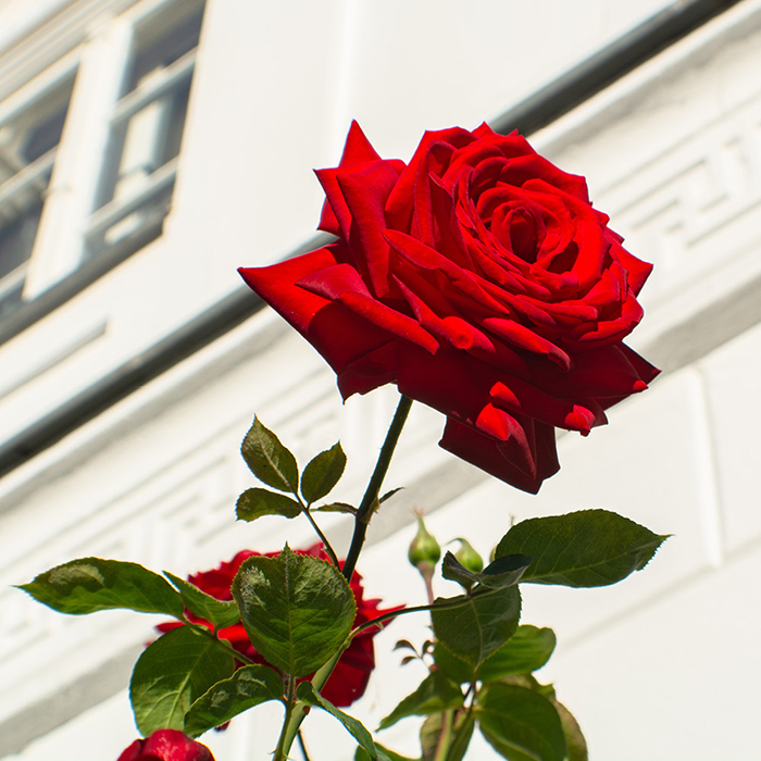 Rose Loving Memories 4L pot GW