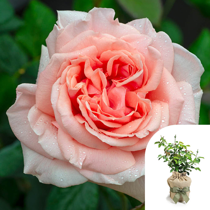 Rose 'It's a Wonderful Life' 4L Pot (ROTY 2022) GW