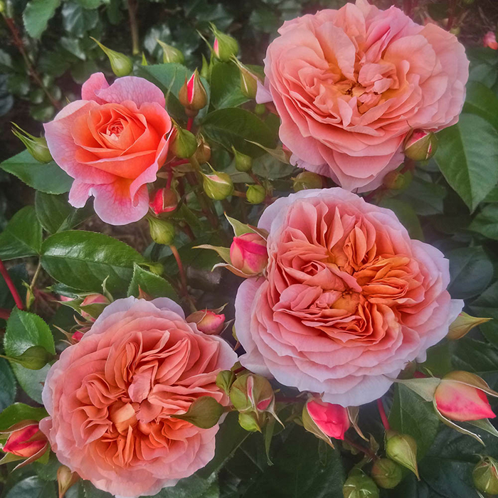 Rose 'It's a Wonderful Life' 4L Pot (ROTY 2022) GW