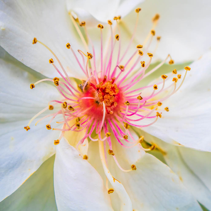 Rose Jacqueline du Pre 4L Pot GW