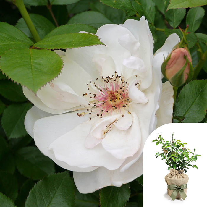 Rose Patrick's Rose 4L Pot GW