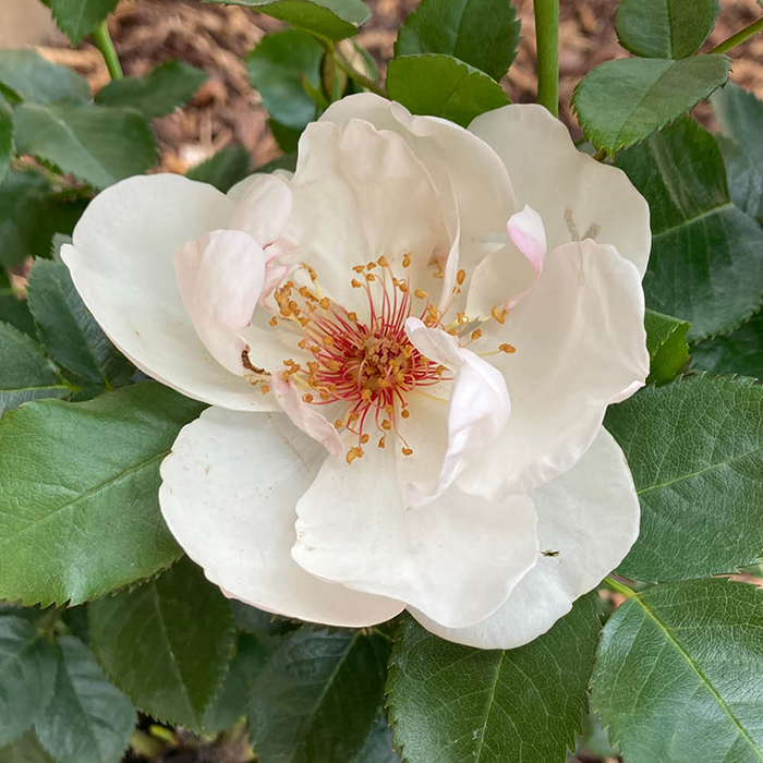 Rose Patrick's Rose 4L Pot GW