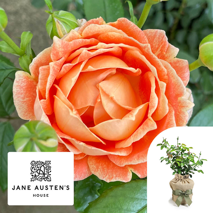 Rose Jane Austen 4L pot C GW