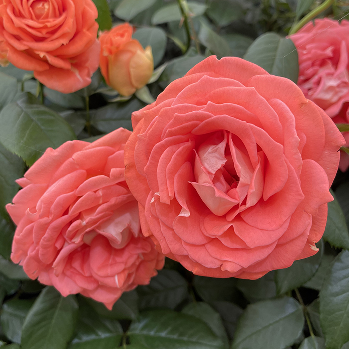 Rose Jane Austen 4L pot C GW