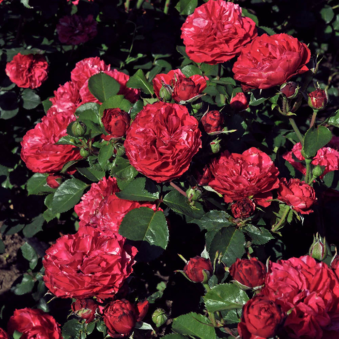 Rose Andrew's Rose 4L Pot GW