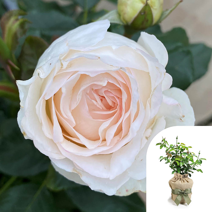 Rose Lady Carnarvon 4L Pot GW