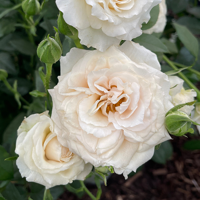 Rose Lady Carnarvon 4L Pot GW