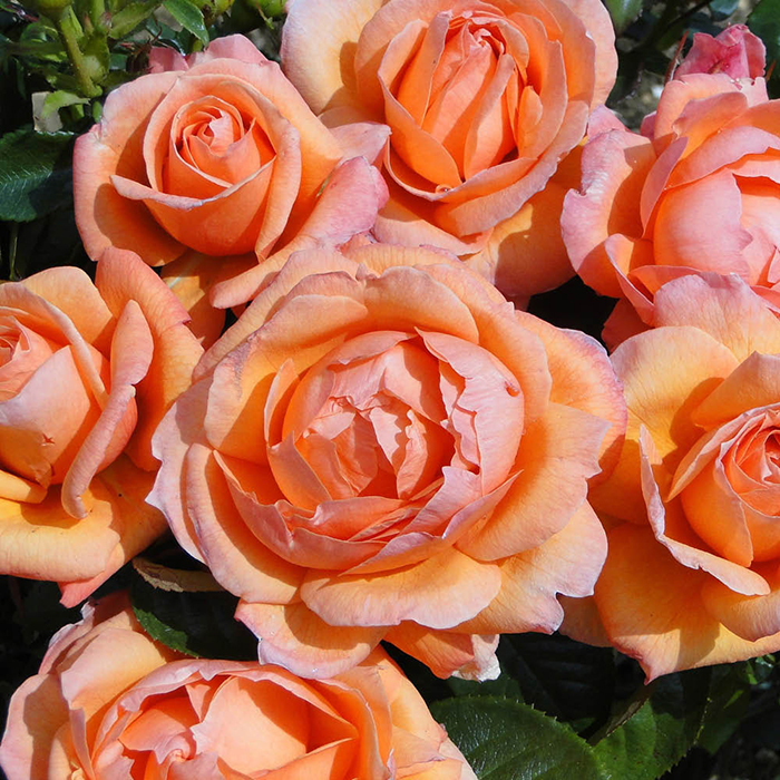 Rose Lady Marmalade 4L pot GW