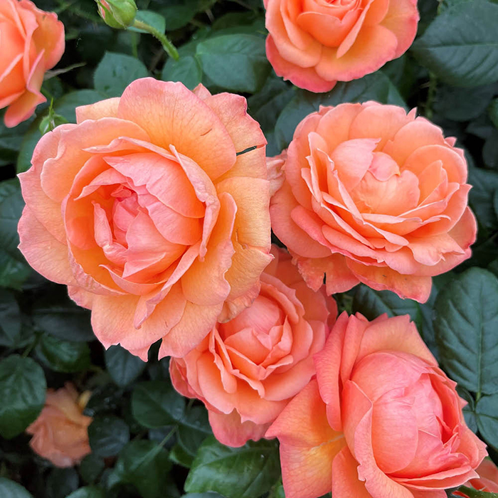 Rose Lady Marmalade 4L pot GW