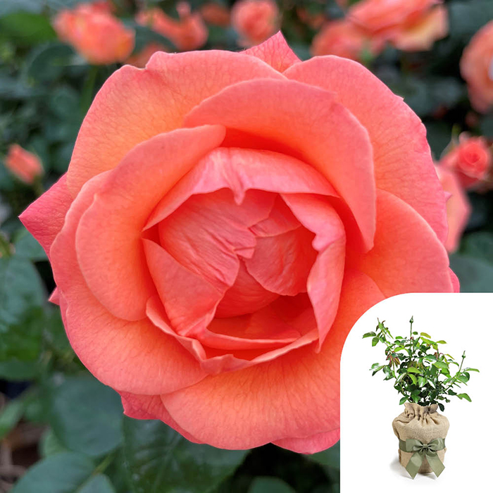 Rose Brenda's Rose 4L Pot GW