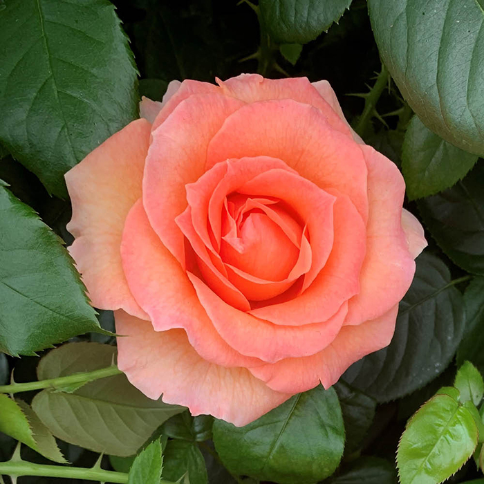 Rose Brenda's Rose 4L Pot GW