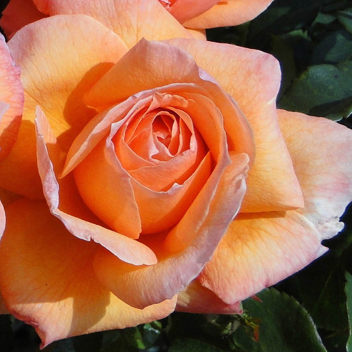 Rose Brenda's Rose 4L Pot GW