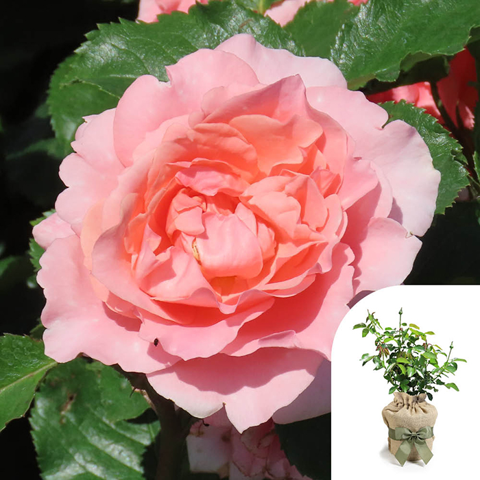 Rose The Princess Bella 4L pot GW