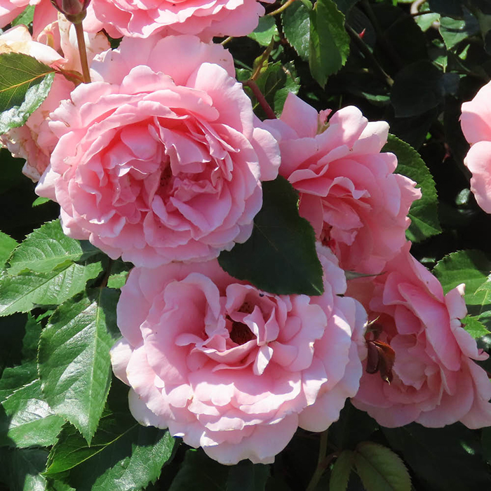 Rose The Princess Bella 4L pot GW