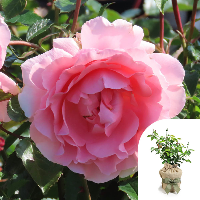 Rose Kathleen's Rose 4L Pot GW