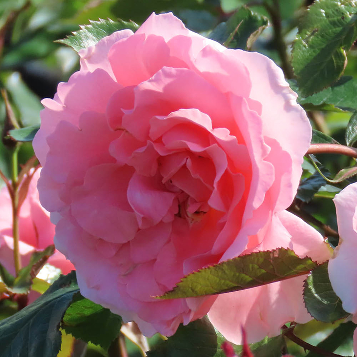 Rose Kathleen's Rose 4L Pot GW