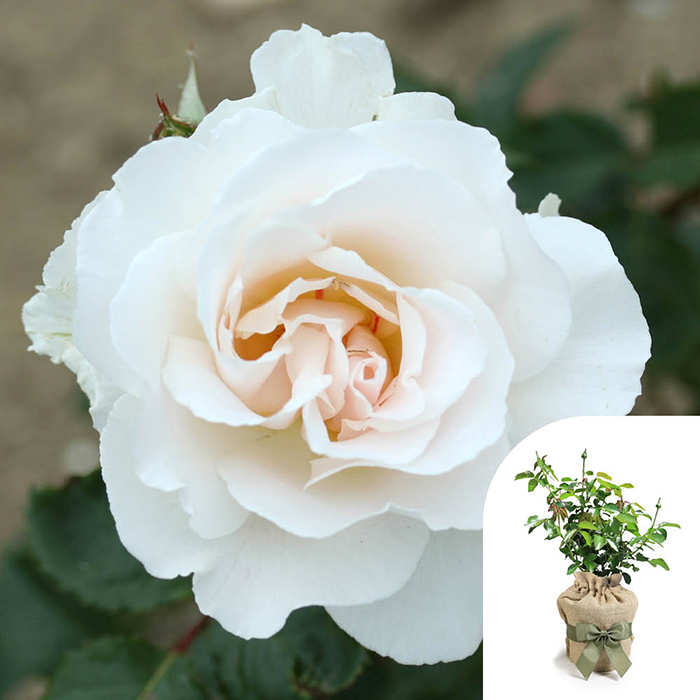 Rose Margaret Merril 4L pot GW