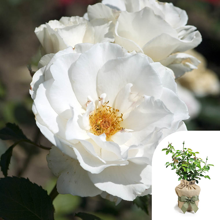Rose Todd's Rose 4L Pot GW