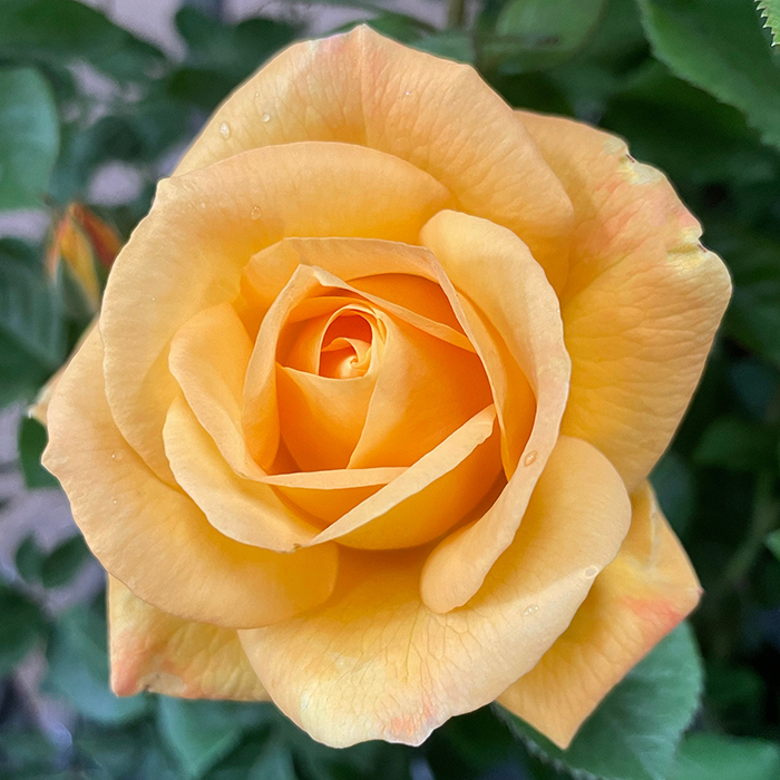 Rose A Faithful Friend 4L pot GW