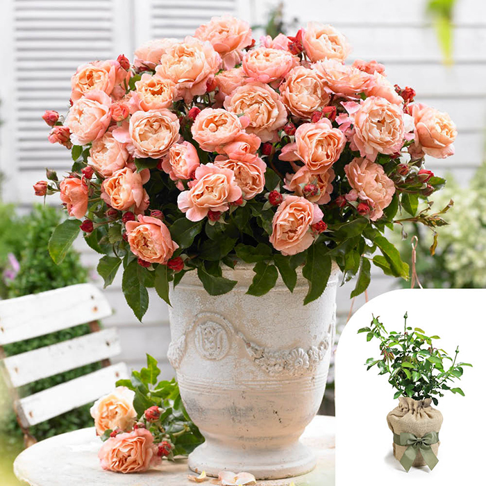 Rose 'Marie Curie' 4L pot GW