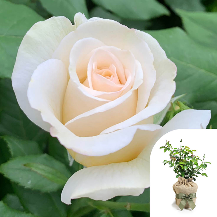 Rose China Wedding 20th Anniver. 4L pot GW