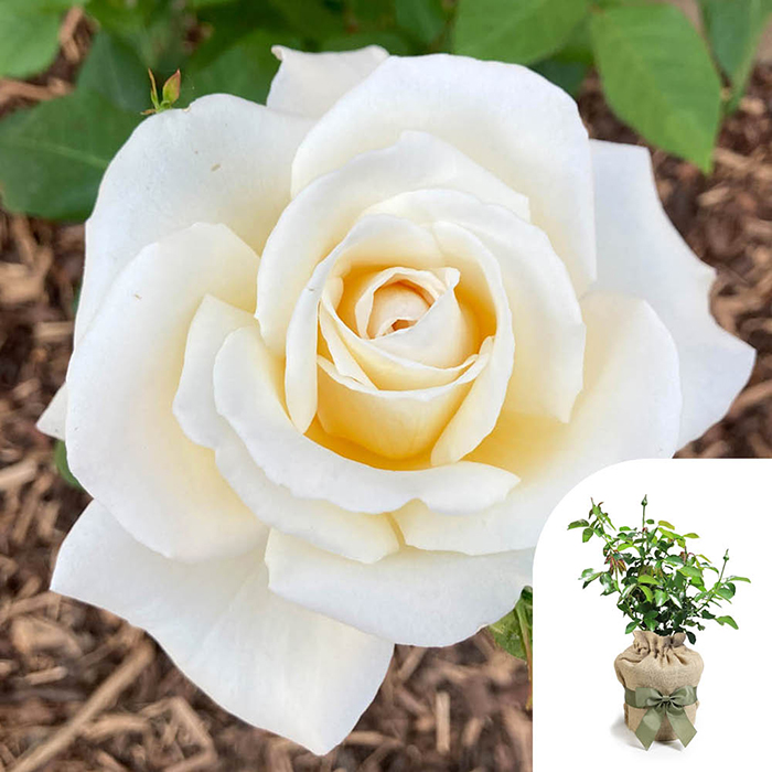 Rose Mary Berry 4L pot GW