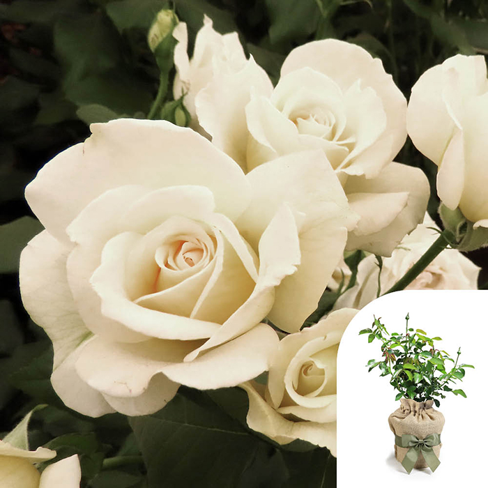 Rose Friendship 4L pot GW