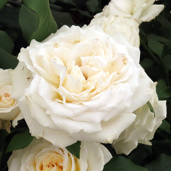 Rose Rebecca's Rose 4L Pot GW