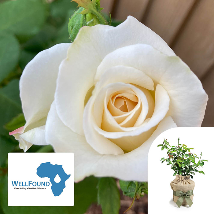 Rose 'WellFound' 4L Pot C GW